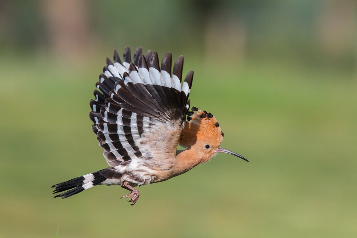 Pupaza - Oman