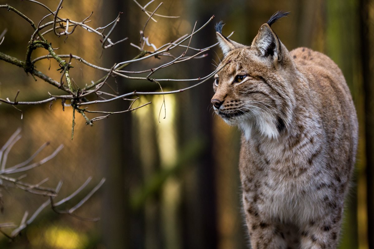 Lynx eurasiatic