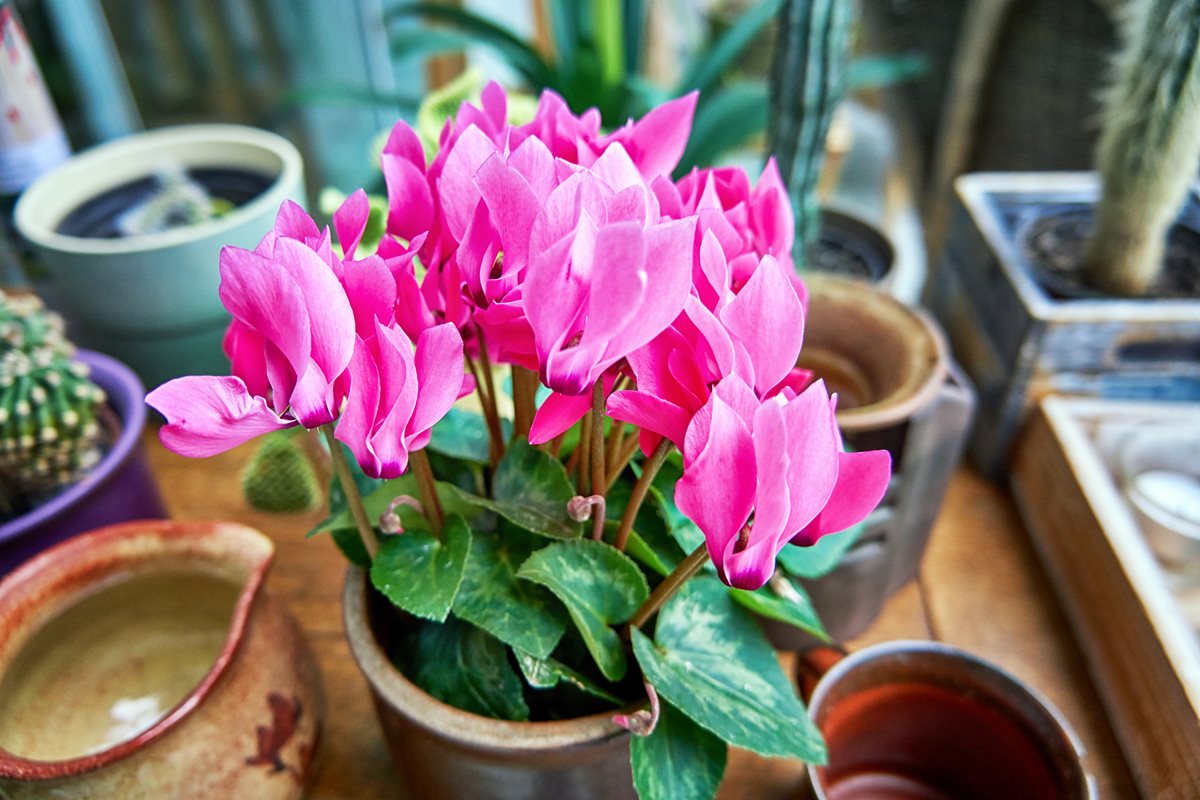 Floarea Cyclamen - Iordania