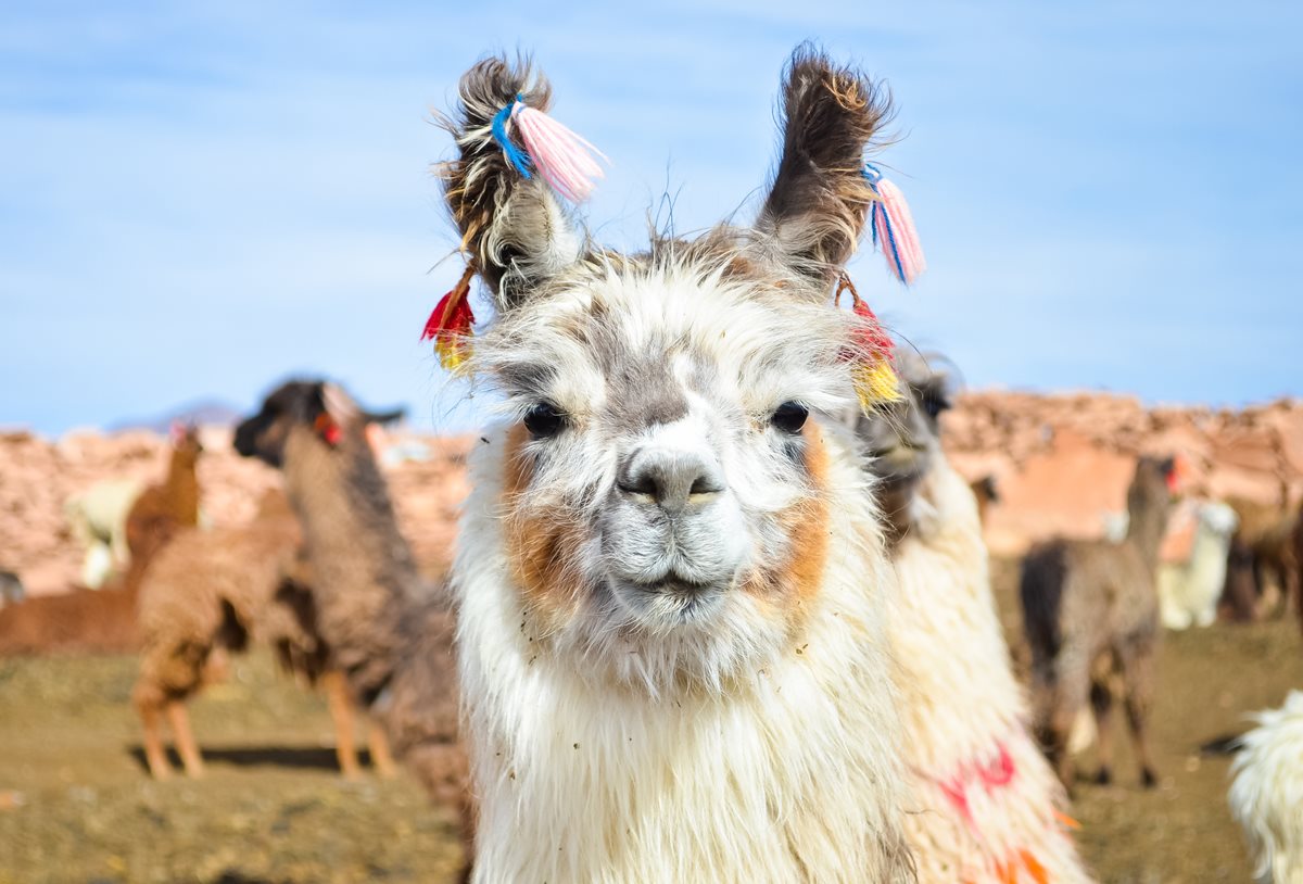 Lama Peru