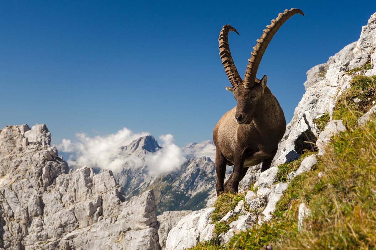 Capra Ibex - Iordania