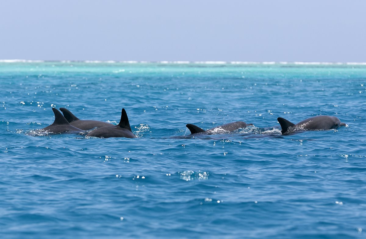 Delfini Zanzibar