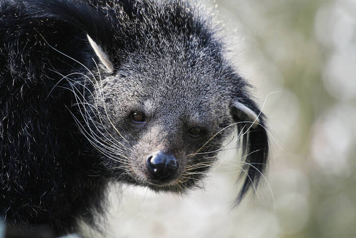 Binturong - Thailanda