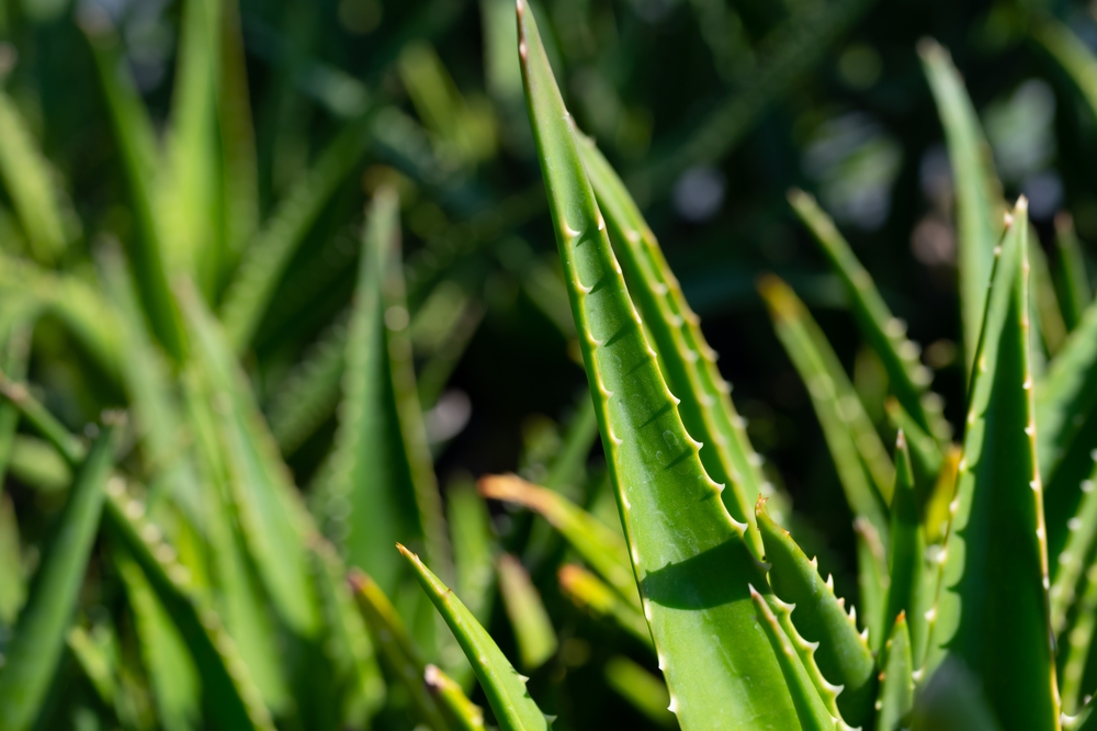 Aloe Vera - Republica Dominicana