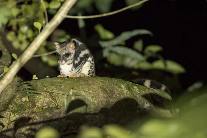 Banded Linsang - Thailanda