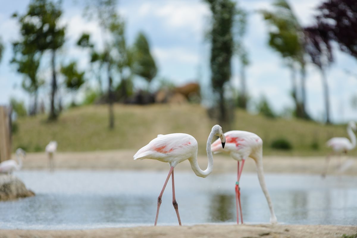 Flamingo -Tunisia