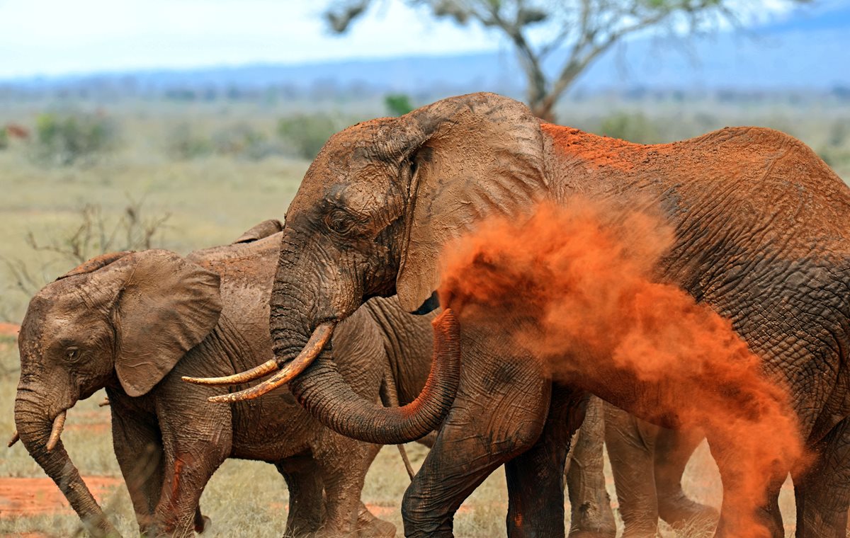 Tsavo - Parc National