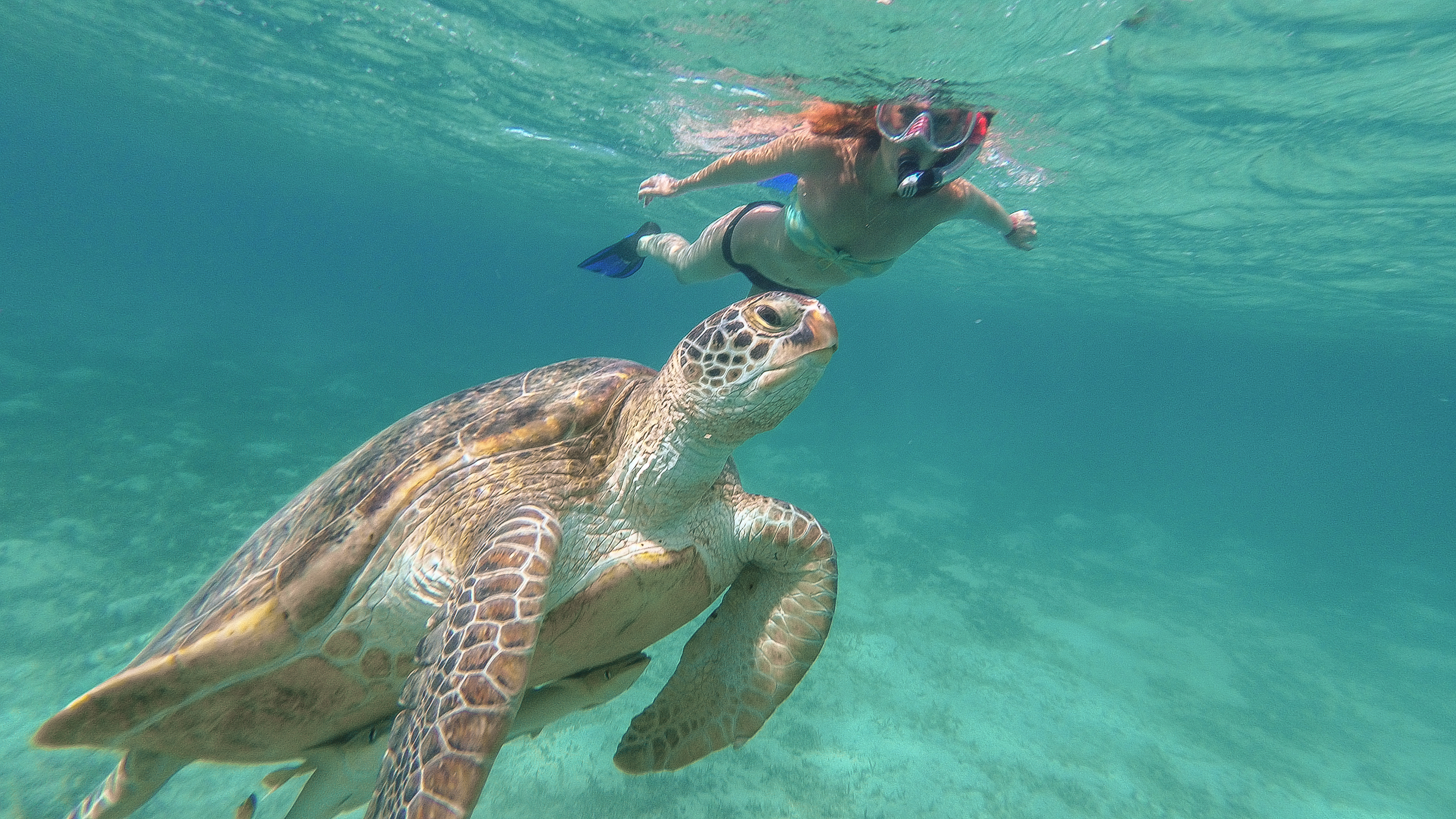 Marsa Alam Vacanta Perfecta In Marsa Alam 2024   345878 AdobeStock 167624251 The Girl Is Swimming Next To The Sea Turtle Red Sea Marsa Alam 