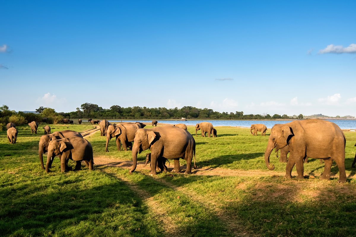 Elefanti -Sri Lanka