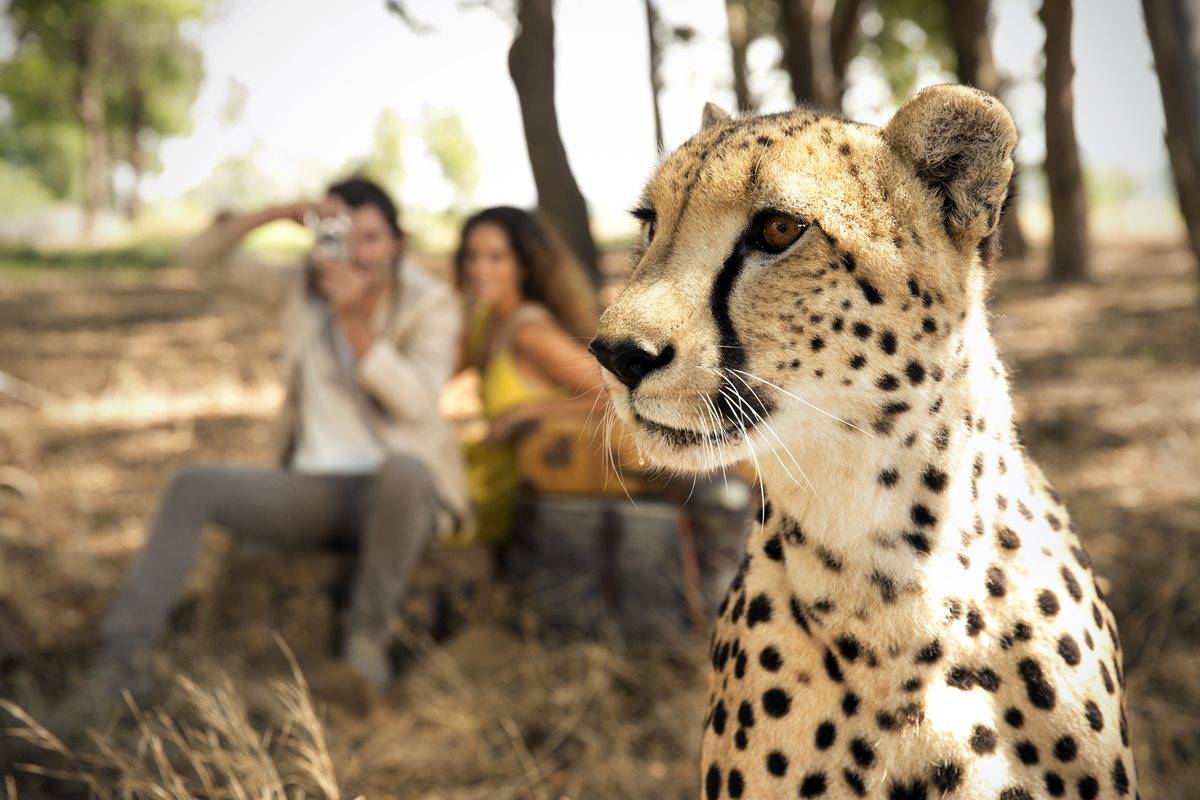 Ghepard - Sri Lanka