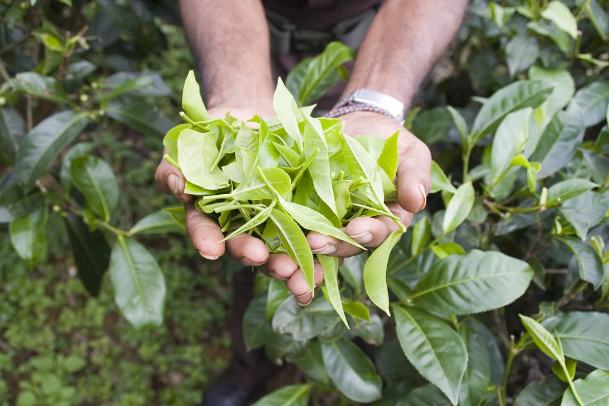 Frunze ceai verde - Sri Lanka