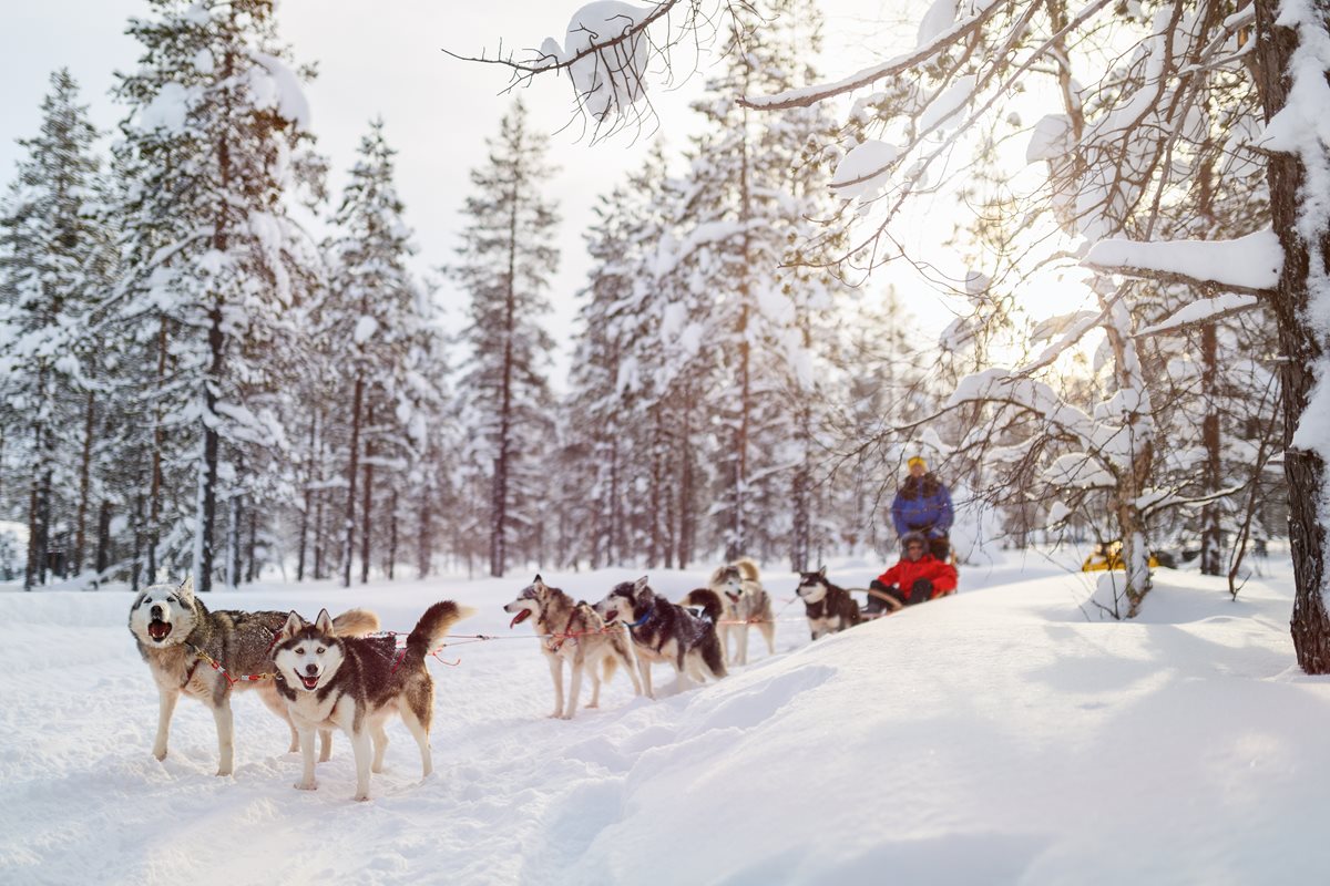 Sanie cu caini husky - Finlanda