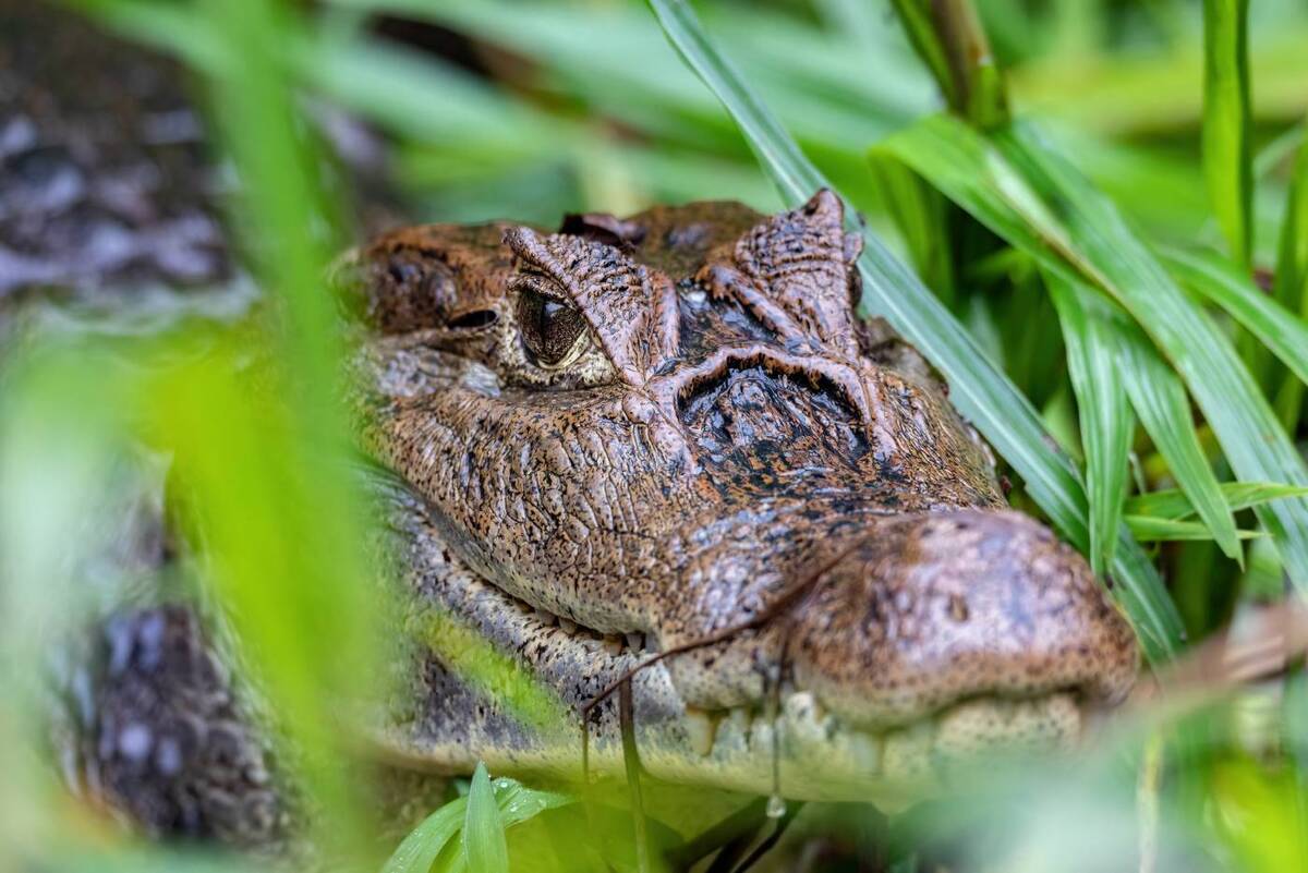 Caiman - Panama