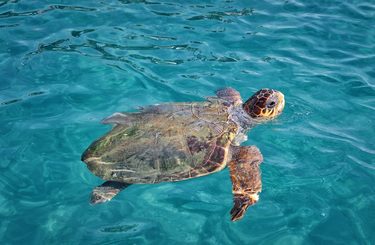 Testoasa Caretta Caretta - Tenerife