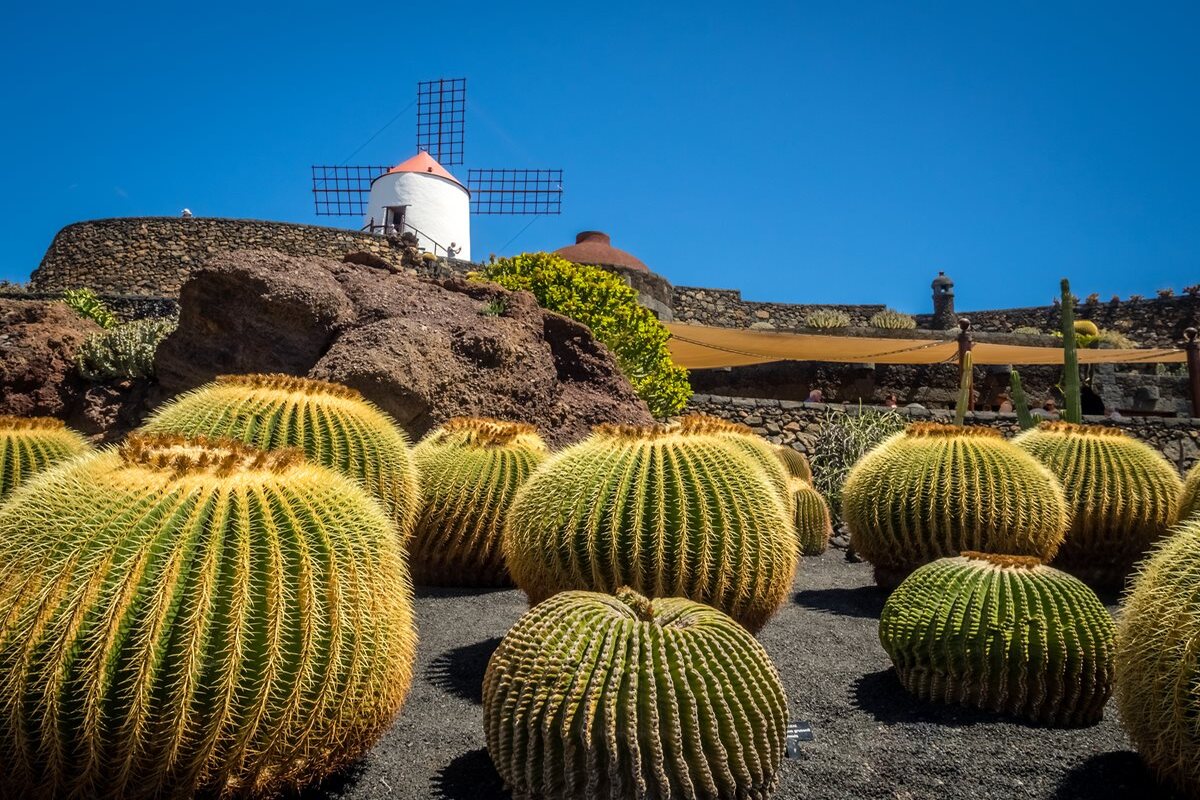 Cactus - Mexic