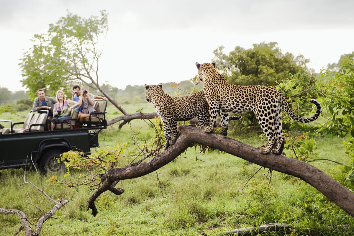 Leoparzi - Tanzania