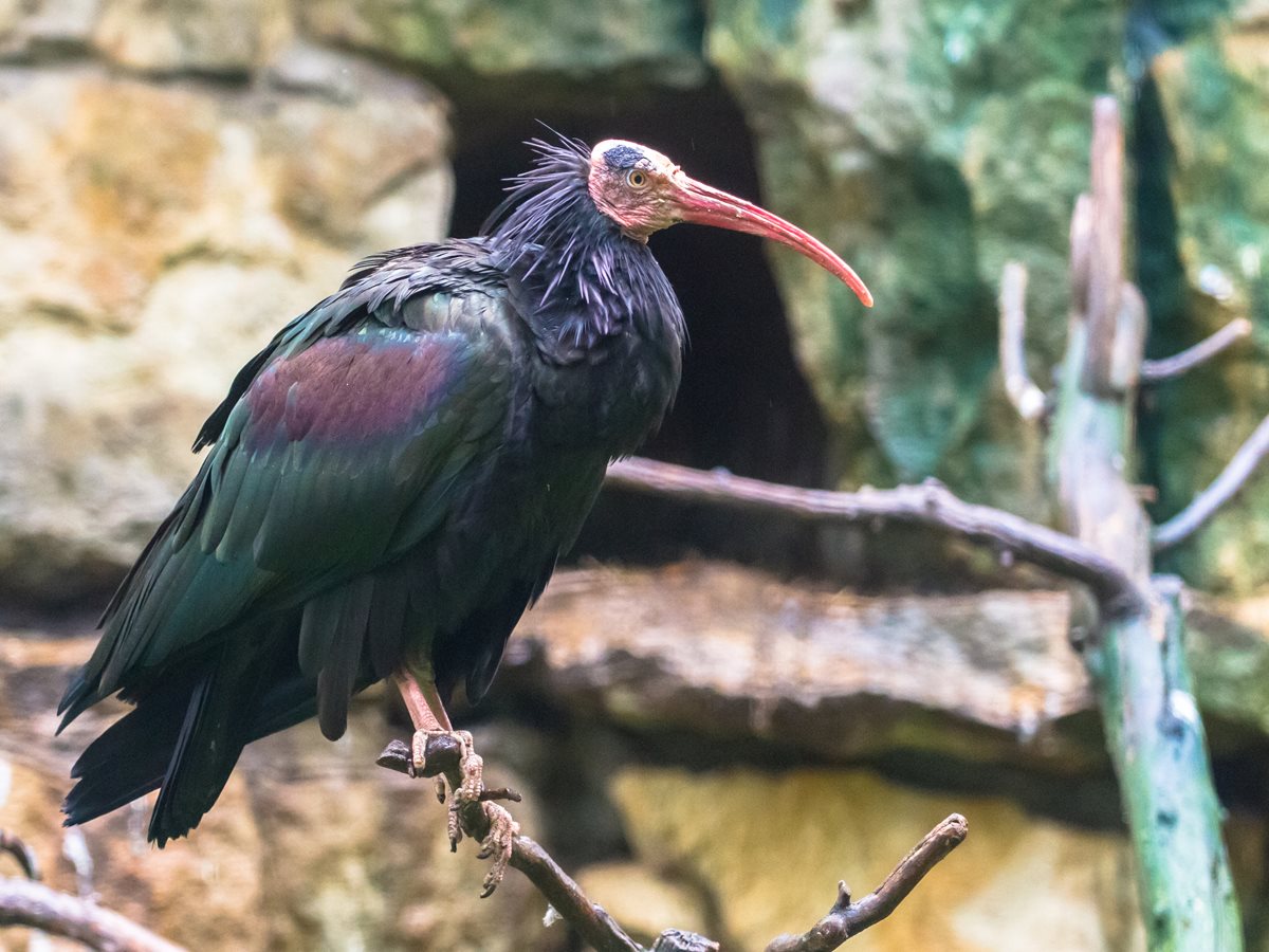 Ibisul Northern Bald - Maroc