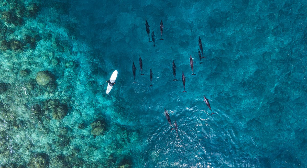 Delfini - Marsa Alam