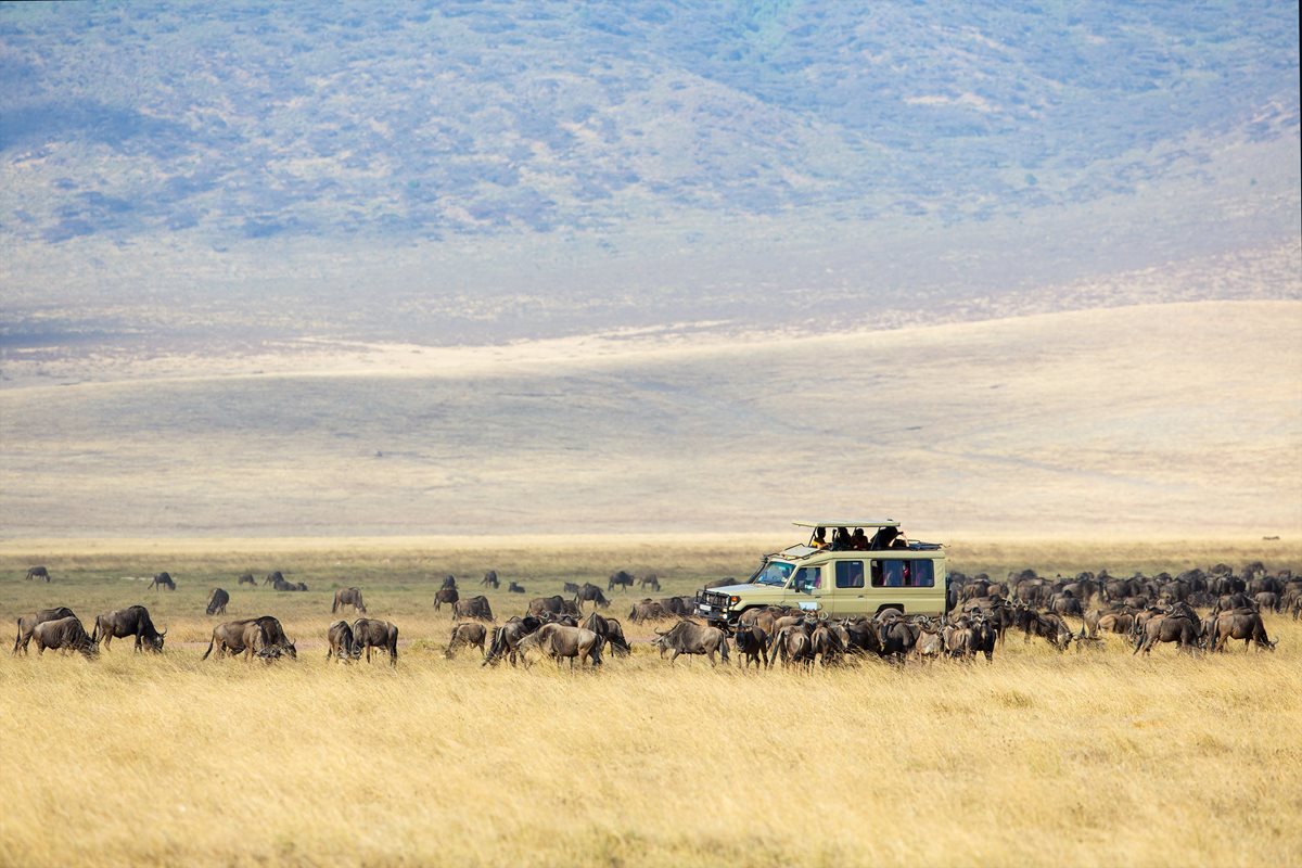 Safari Tour in Ngorongoro - Tanzania