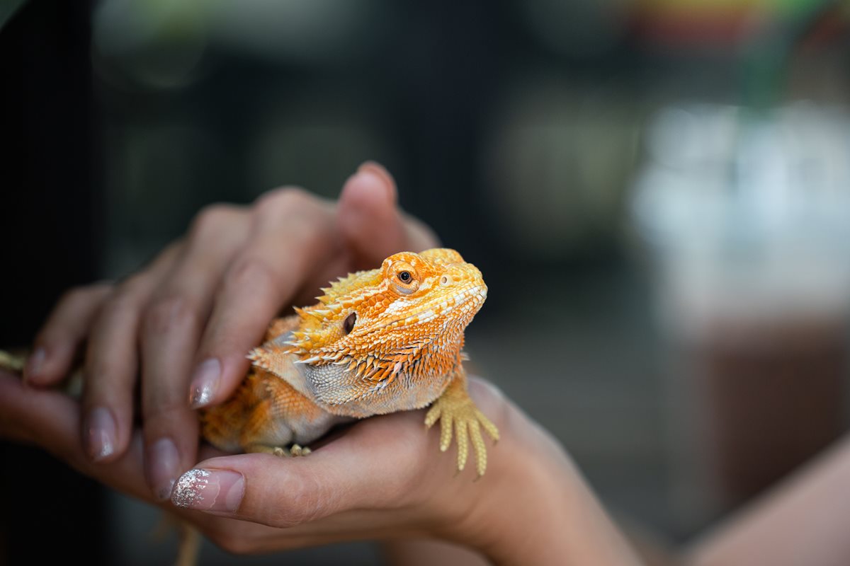 Iguana - Cuba