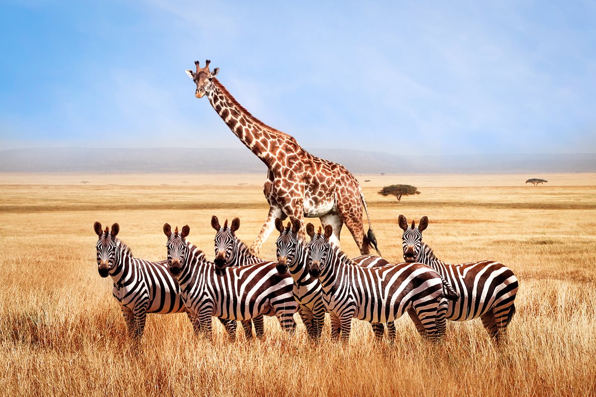 Girafe si zebre - Tanzania