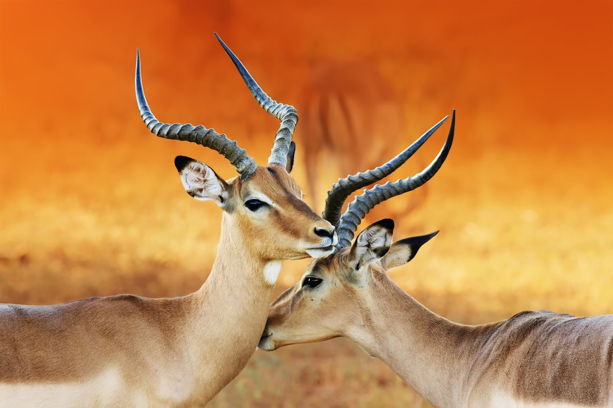 Antilope