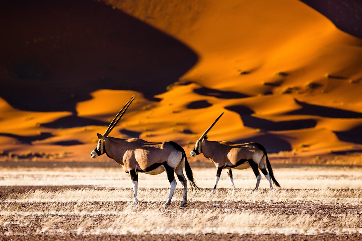 Oryx arab - Emirate