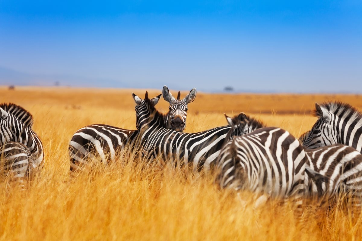 Turma de zebre - Kenya