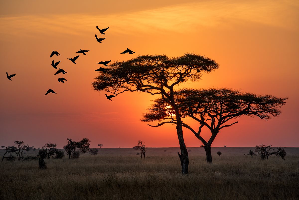 Acacia - Tanzania