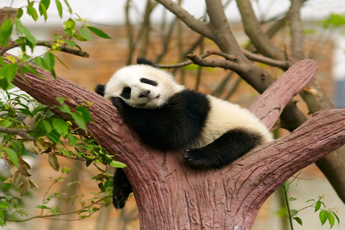 Panda gigant - China