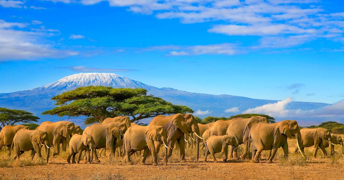 Muntele Kilimanjaro - Kenya