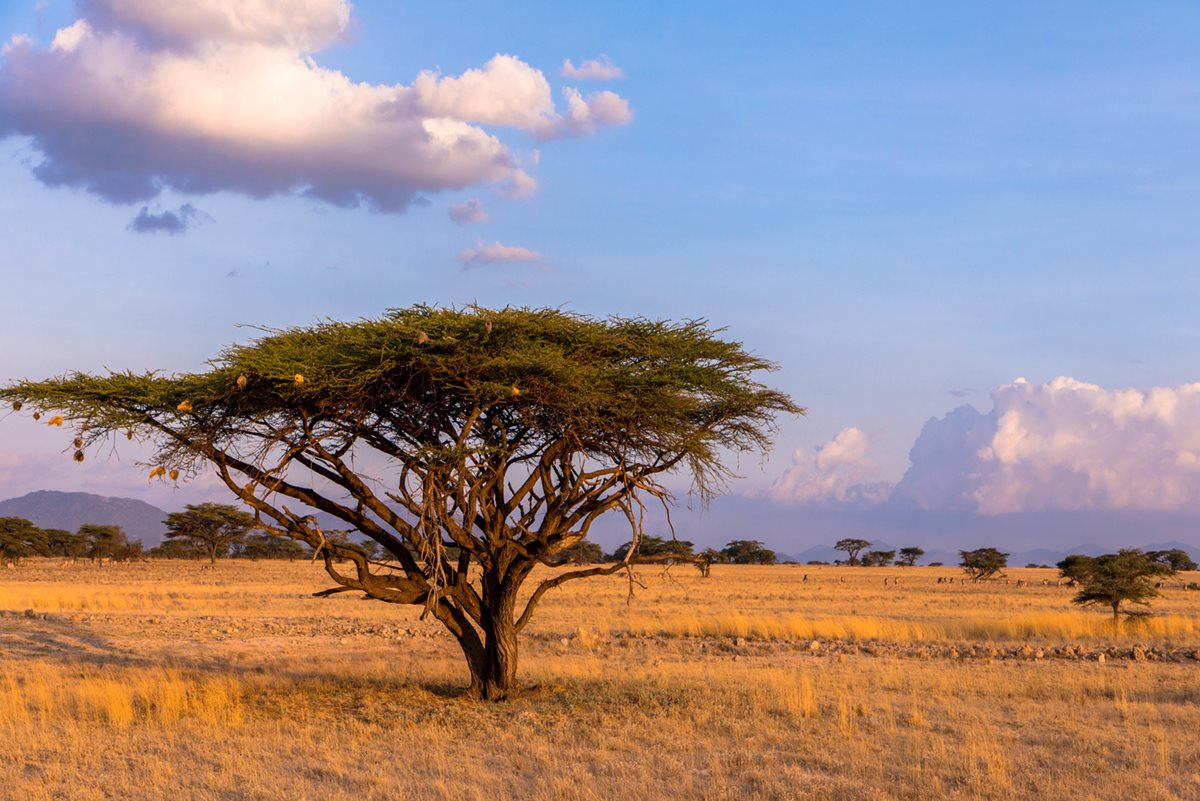 Acacia - Emirate