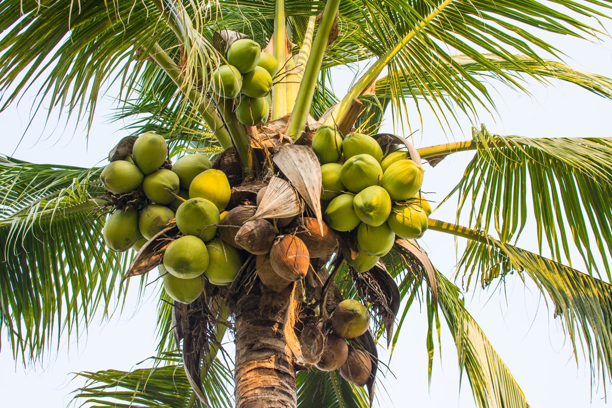 Cocotier - Maldive