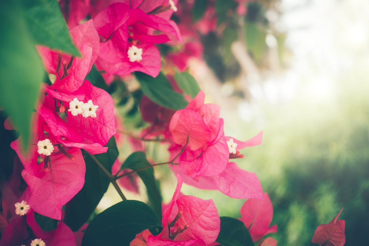 Bougainvillea - Sahl Hasheesh