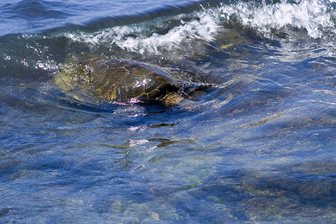 O testoasa de mare la Kalamaki