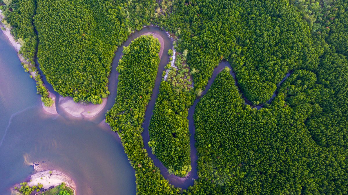 Mangrove 