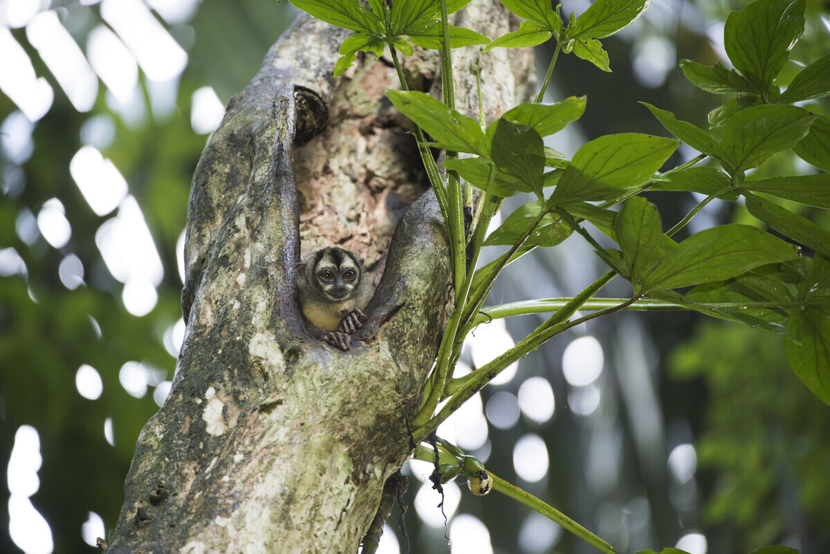 Maimuta nocturna - Panama 