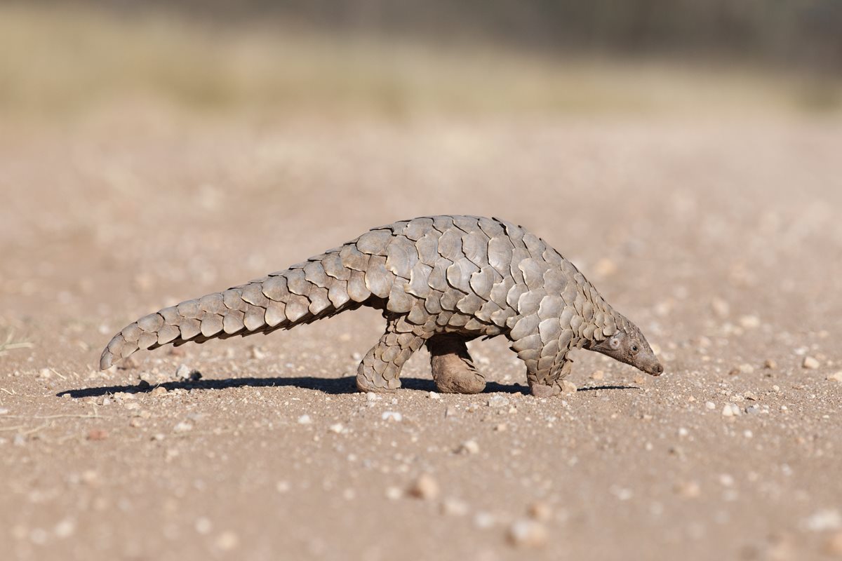 Pangolin - Krabi