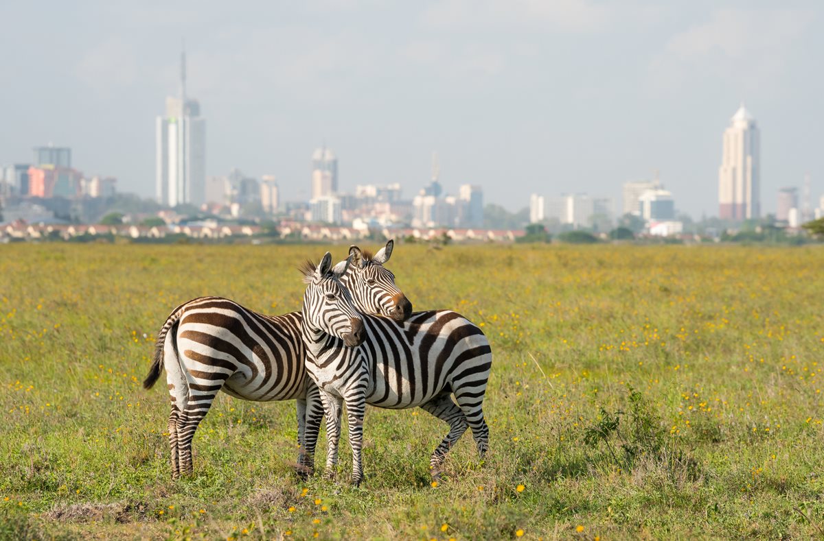 Parcul National Niarobi - Kenya