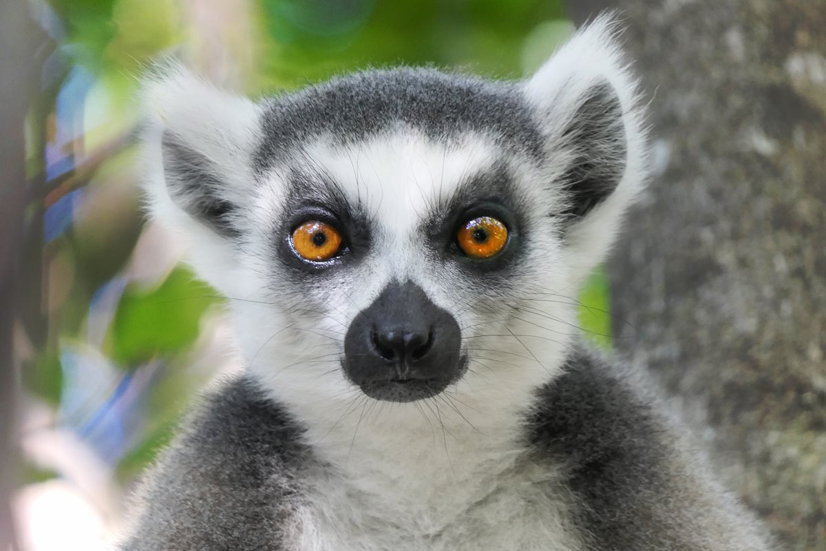 Lemur - Krabi