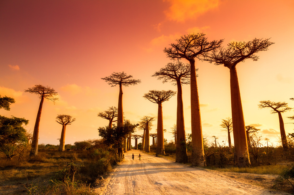 Baobab - Kenya