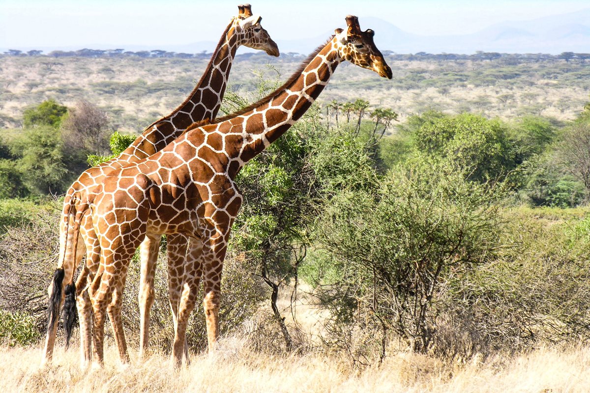 Parcul National Samburu - Kenya