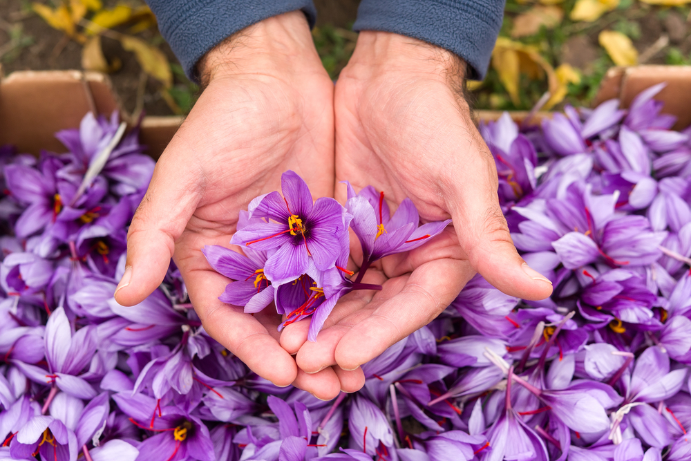 Crocus Sativus - Maroc