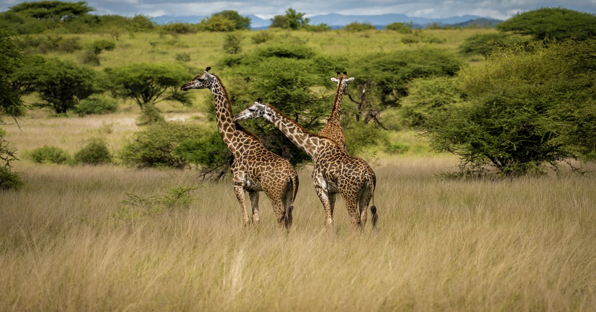 Rezervatia Masai Mara Game - Kenya