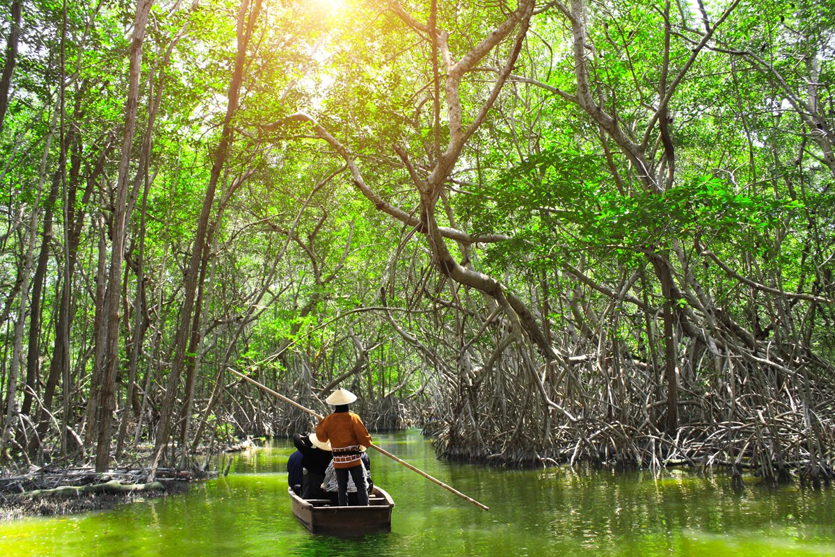 Mangrove - Tanzania 