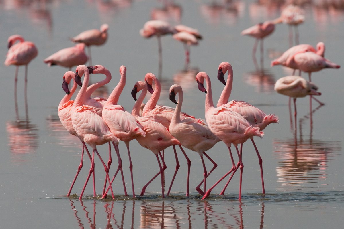 Parcul National Nakuru Lac Bogoria - Kenya