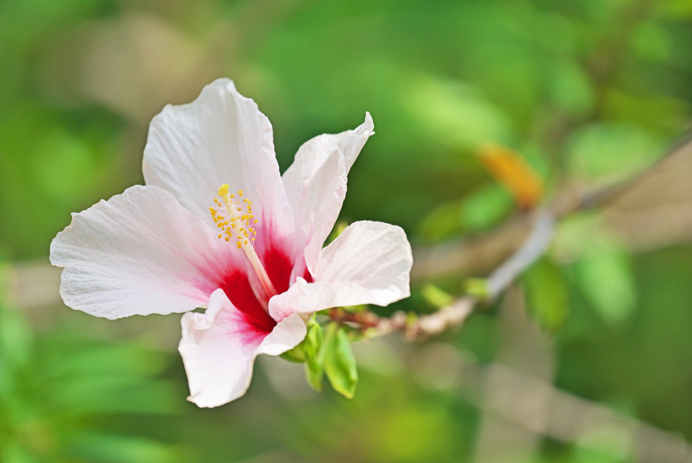 Hibiscus - Cuba